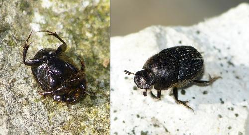 Onthophagus sp.